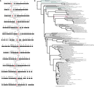 The FtcR-Like Protein ActR in Azorhizobium caulinodans ORS571 Is Involved in Bacterial Motility and Symbiosis With the Host Plant